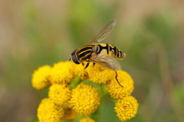 Schwebfliege auf einer Blume