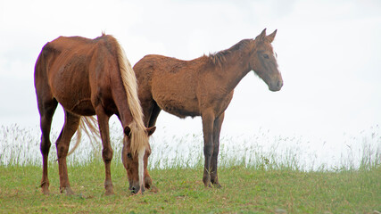 Obraz premium LLEGUA Y SU POTRO PASTANDO EN UNA COLINA VERDE CON EL CIELO NUBLADO