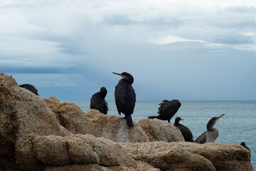 Group of cormorants perched on rocks on the beach.