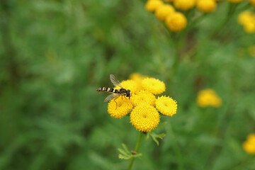 Schwebfliege auf einer Blume