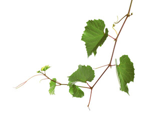 Fresh grapevine with leaves isolated on white