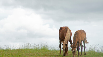 LLEGUA Y SU POTRO PASTANDO EN UNA COLINA VERDE CON EL CIELO NUBLADO © Victor Photo Stock
