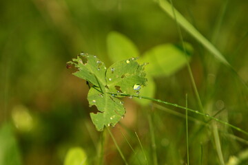 grass with dew drops