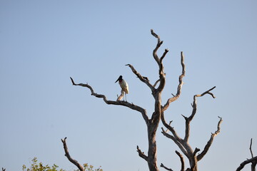 Jabiru Stork on the tree