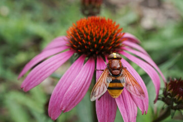 Schwebfliege auf einer Blume