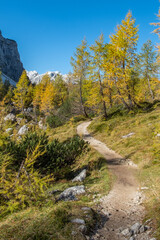 Fototapeta na wymiar Panoramic hiking trail on a mountain top with a stunning view over the snow capped Alps covered with beautiful yellow spruce trees and larches on a sunny day in autumn 