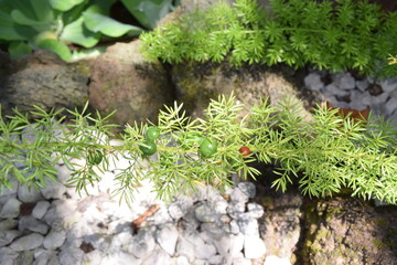 Sprenger Asparagus (Asparagus densiflorus)