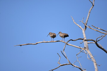 Couple of Plumbeous Ibis (Theresticus caerulescens), Pantanal