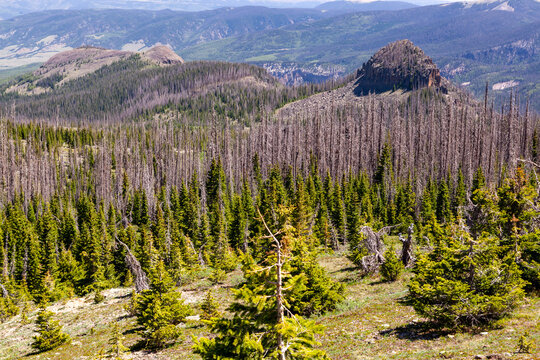 Rio Grande National Forest in Mineral County, Colorado