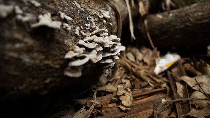 Mushrooms in fallen tree trunk