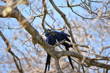 Couple of Hyacinth Macaw (Anodorhynchus hyacinthinus), Pantanal