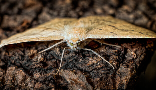A hooktip (I think) moth stuck around til daytime and was a cooperative subject.