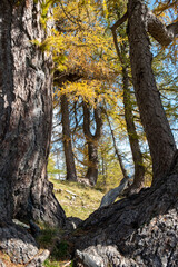 Panoramic hiking trail on a mountain top with a stunning view over the snow capped Alps covered with beautiful yellow spruce trees and larches on a sunny day in autumn 