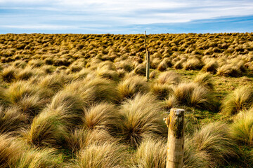The windswept terrain at Slope Point, NZ's southern most point, where only tussock grass seems to...