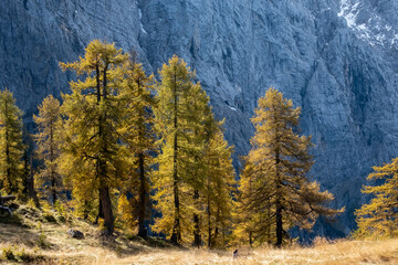 Panoramic scenery on a mountain top with beautifully lit yellow and green spruce trees and larches with rocks in the background on a sunny day in autumn. Pristine nature in the alps.