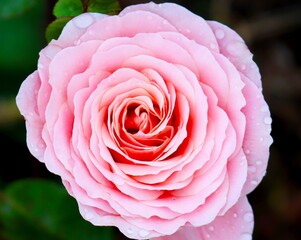 Beautiful pink rose with water drops