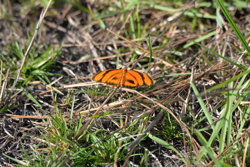 Butterfly Orange Tiger (Dryadula Phaetusa), Pantanal