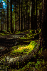 Zielony mech -Runo leśne - Park Narodowy - Tatry