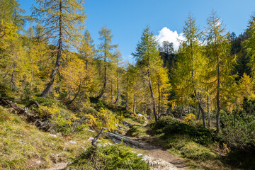 Fototapeta na wymiar Panoramic hiking trail on a mountain top with a stunning view over the snow capped Alps covered with beautiful yellow spruce trees and larches on a sunny day in autumn 