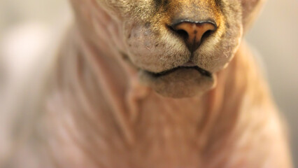 Cat breed Canadian sphinx close-up, orange nose and open mouth cat, blurred background