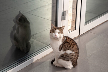 A street cat sits on the floor by the door and looks at the frame.