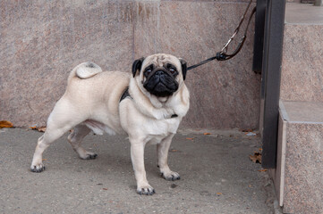 Pug on a tether near the store waiting for the owner