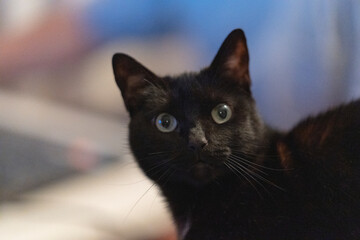 Black cat with blur background