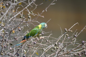 Golden-collared Macaw (Primolius auricollis), Pantanal