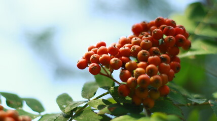 red and yellow flowers