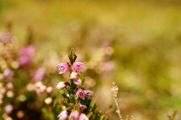 Macro photography of heather blossoms with copy space