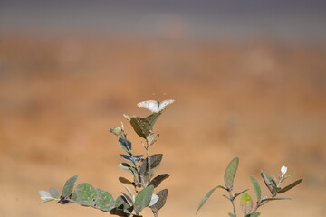 Butterfly White Peacock (Anartia Jatrophe), Pantanal