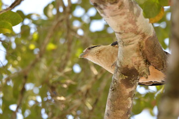 Yellow-headed Caracara (Milvago chimachima), Pantanal