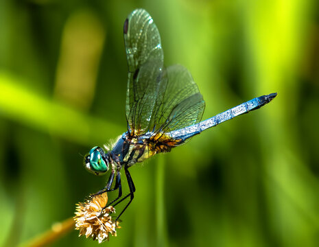 A blue dasher pauses lakeside