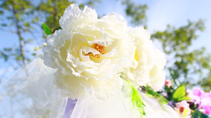 white flower in the garden