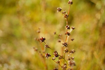 Abstract macro photography of autumn plant