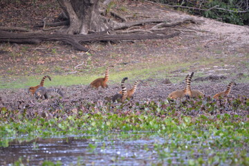 South American Coati