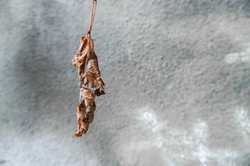 The last autumn leaf