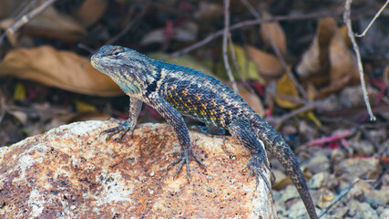 desert spiny lizard on rock