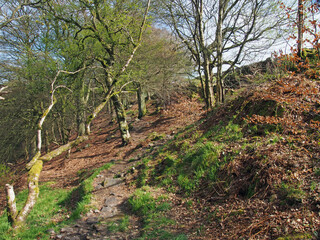 uphill path between old beech trees in woodland on a spring morning with sunlight on the branches and blue sky