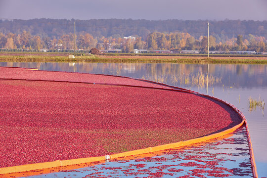Floating Cranberries Ready for Harvest. Cranberries float on a flooded cranberry bog. Richmond, British Columbia, Canada.

