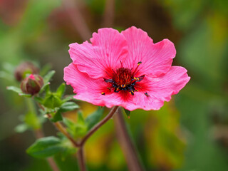 Closeup of a lovely pink cinquefoil flower and bud, Potentilla nepalensis Miss Willmott, in a garden - obrazy, fototapety, plakaty