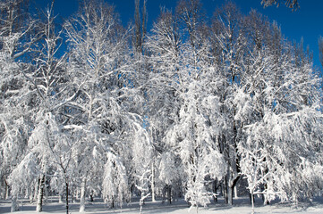 Group of snow-covered trees against the sky