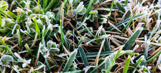 Obraz premium ice water on the grass