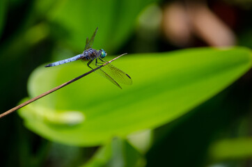 Fototapeta premium dragonfly on a leaf