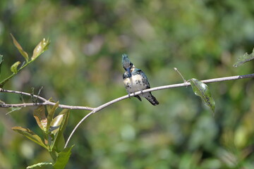 Green Kingfisher female (Chloroceryle americana), Pantanal