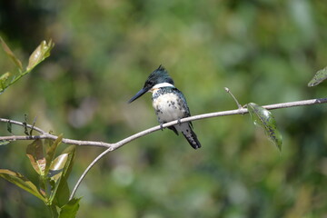 Green Kingfisher female (Chloroceryle americana), Pantanal