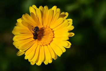 Close-up of an isolated yellow flower on which a hover-fly is sitting and resting in nature