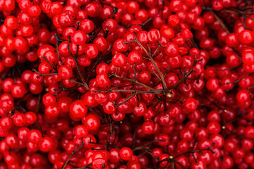 Red viburnum (guelder rose). Beautiful texture with red berries of viburnum on the twigs. Harvest the fruits of viburnum. Close-up. Natural background is perfect for design.