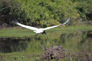 Jabiru Stork in flight
