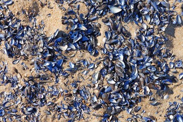 Purple mussels shells on the beach on the New Jersey shore